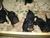 Offspring B